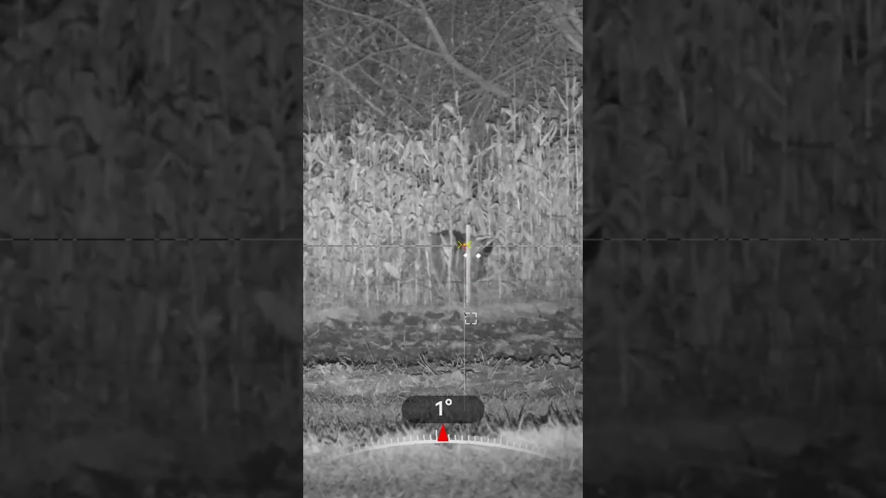 Elektryczny pastuch i dzik w kukurydzy