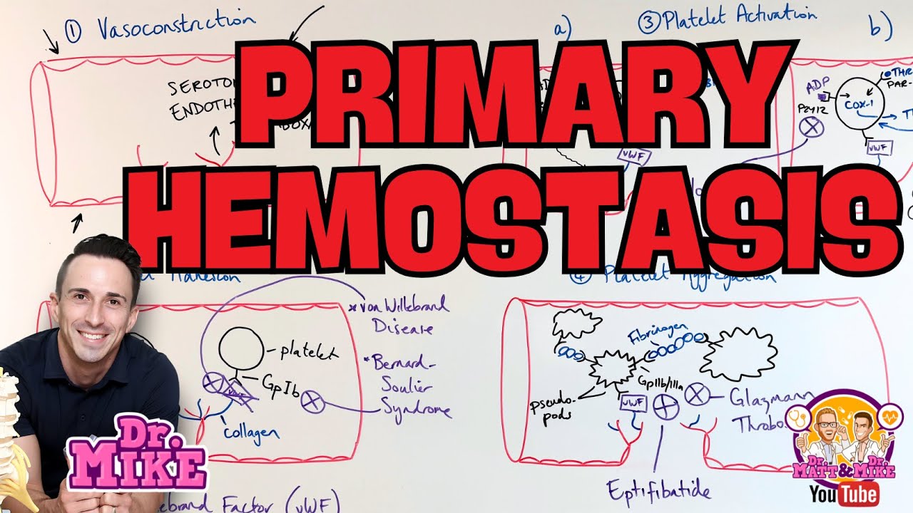 Primary Hemostasis | Physiology, Pathophysiology, and Pharmacology