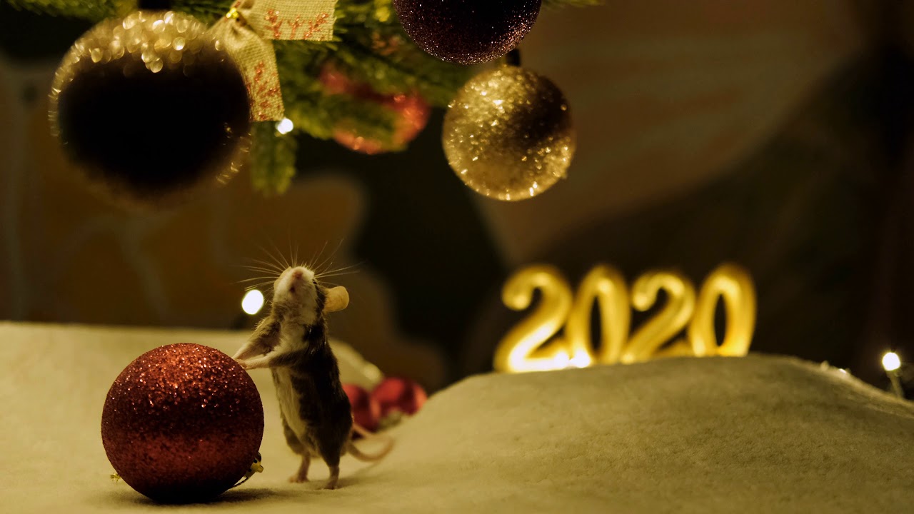 NJ Pest Control Mice Control