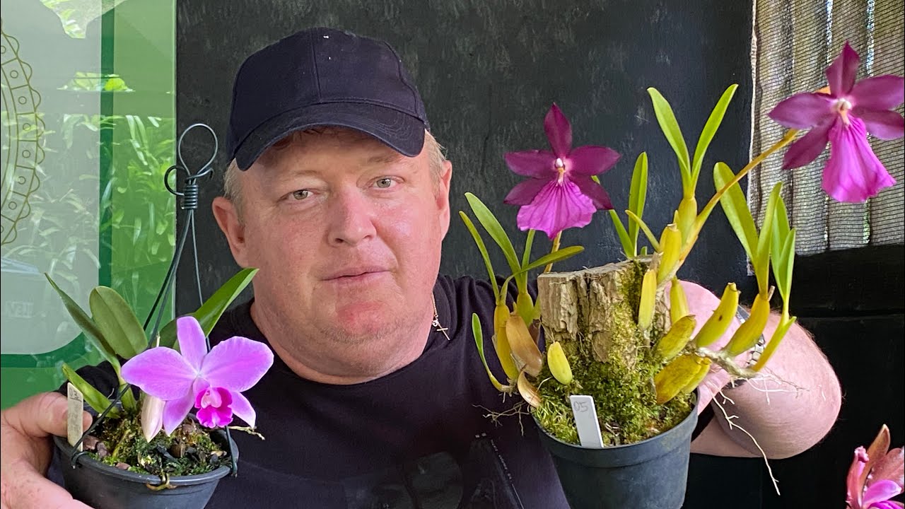 Orquídeas Floridas à Venda | NOVIDADES!