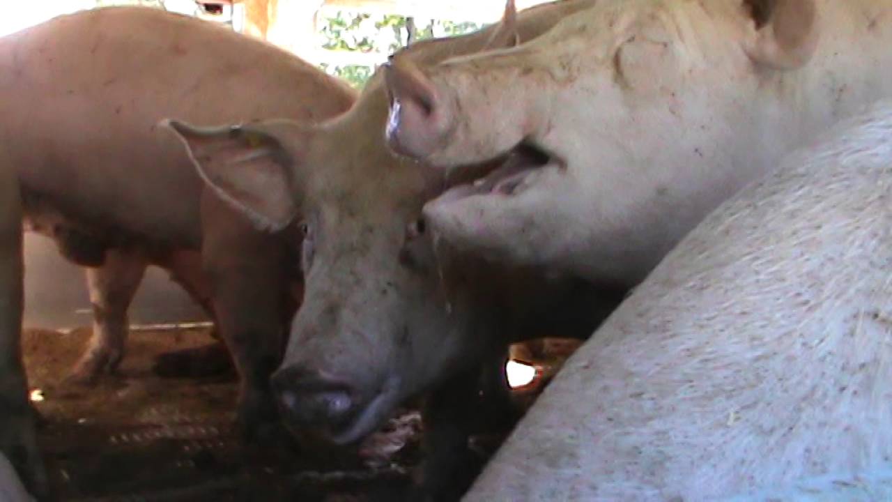 24 08 2016 Varkens in truck tijdens hittegolf 2