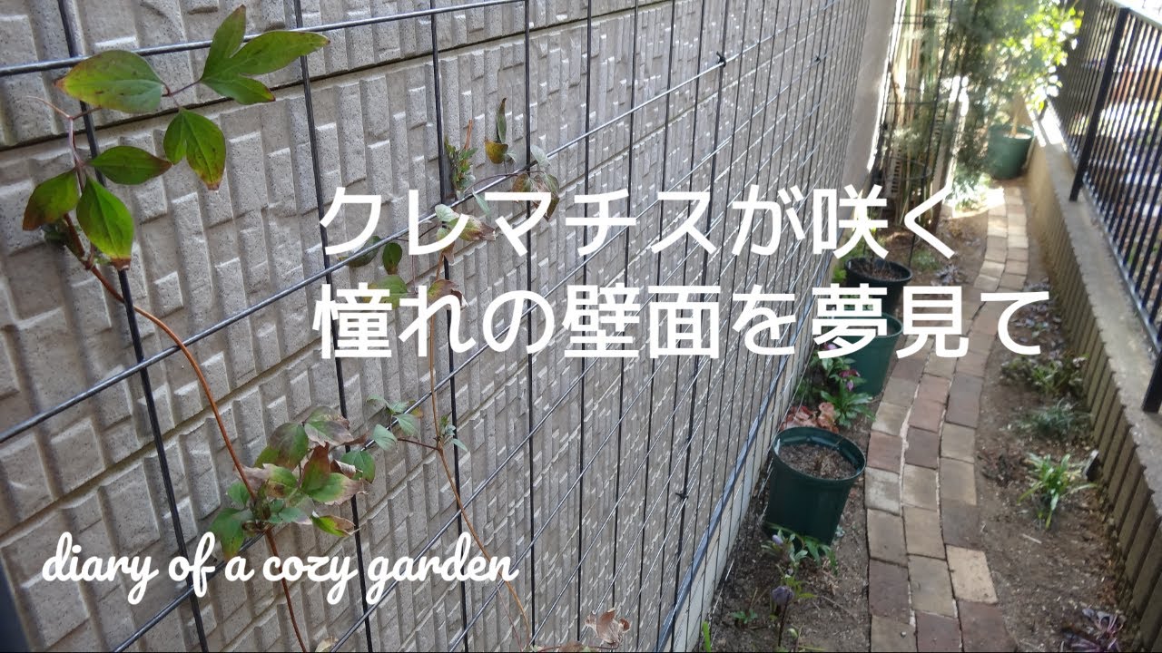 クレマチスで覆われた壁面を夢見て誘引準備♪綺麗なお花を咲かせるためにピンクアナベルの鉢増し／ガーデニングvlog／庭作り／小さな庭