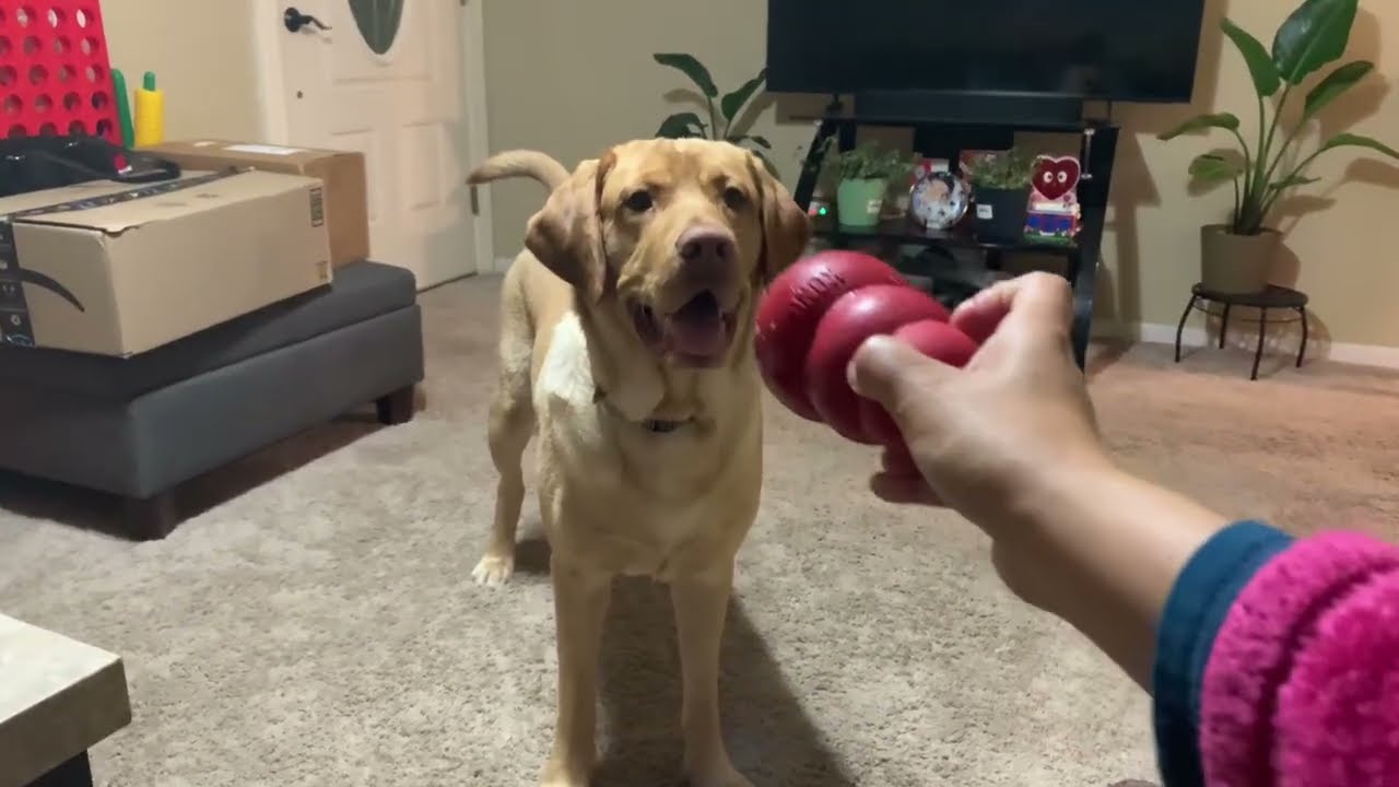 Teaching tricks for Caleb 