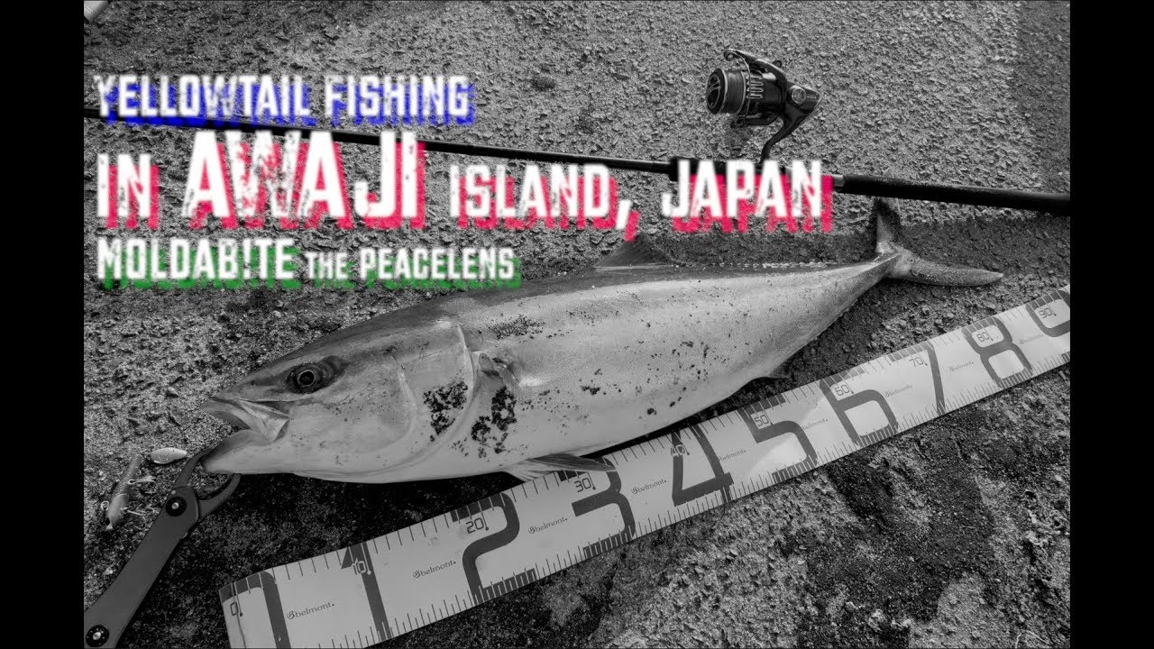 【FISHING♯３】淡路島　青物　80cmUP  ルアー   波止釣り ゴープロ