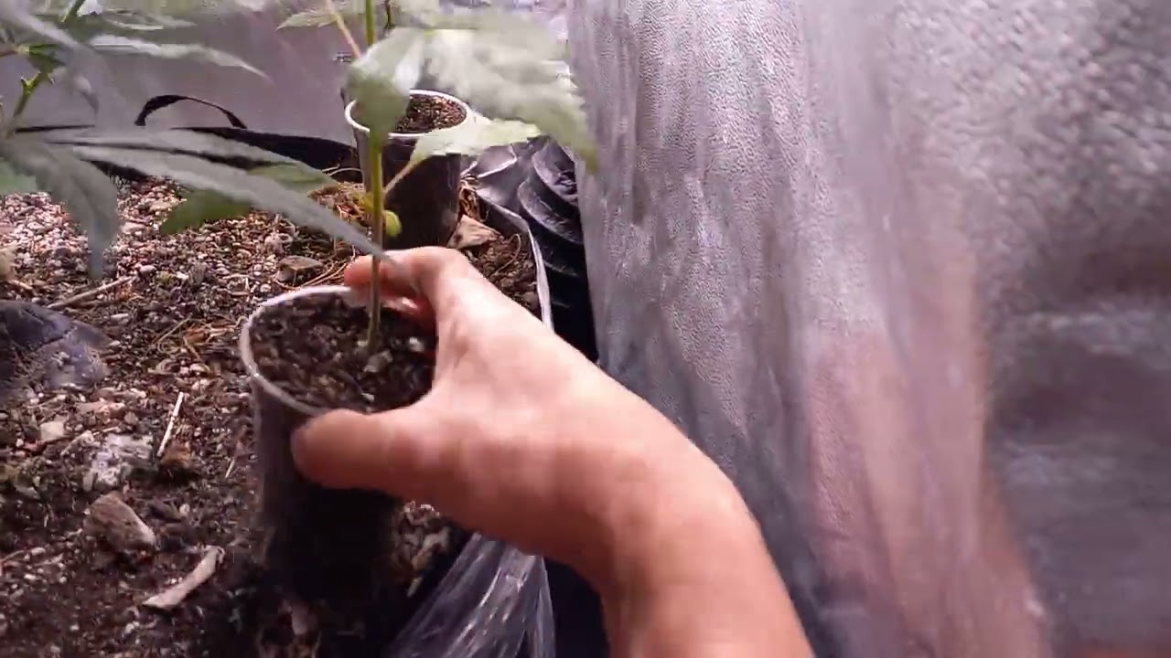 pineapple skunk day 31 bloom