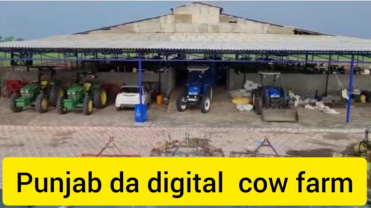 Ajj di vedio 5 animal to 160 animal takk da safar Sidhu dairy farm kotshmir(Bti)@Pindi Sidhu Farm