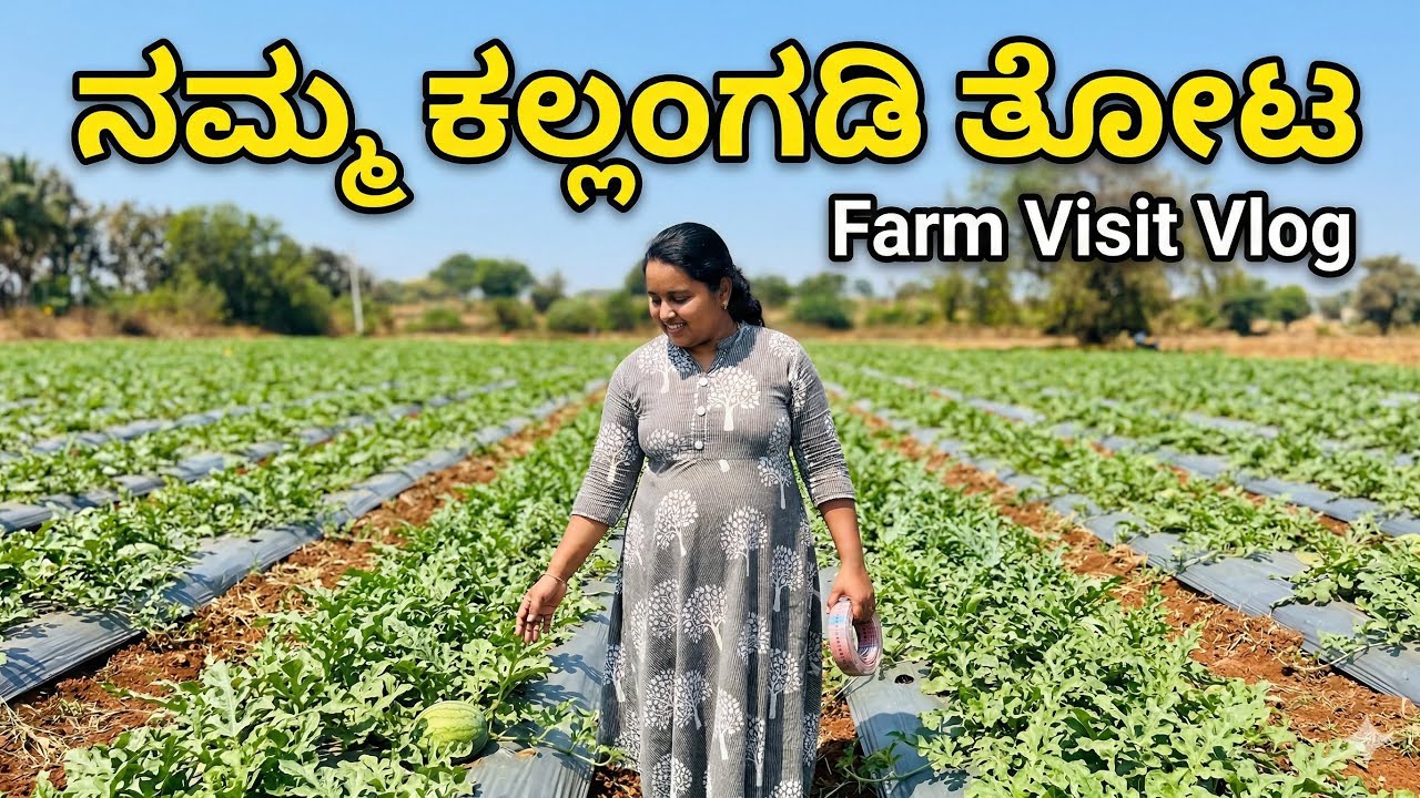 ನಮ್ಮ ಹೊಲದಲ್ಲಿ ಒಂದು ಸಣ್ಣ vlog 😍| visited our watermelon farm🍉| mini vlog