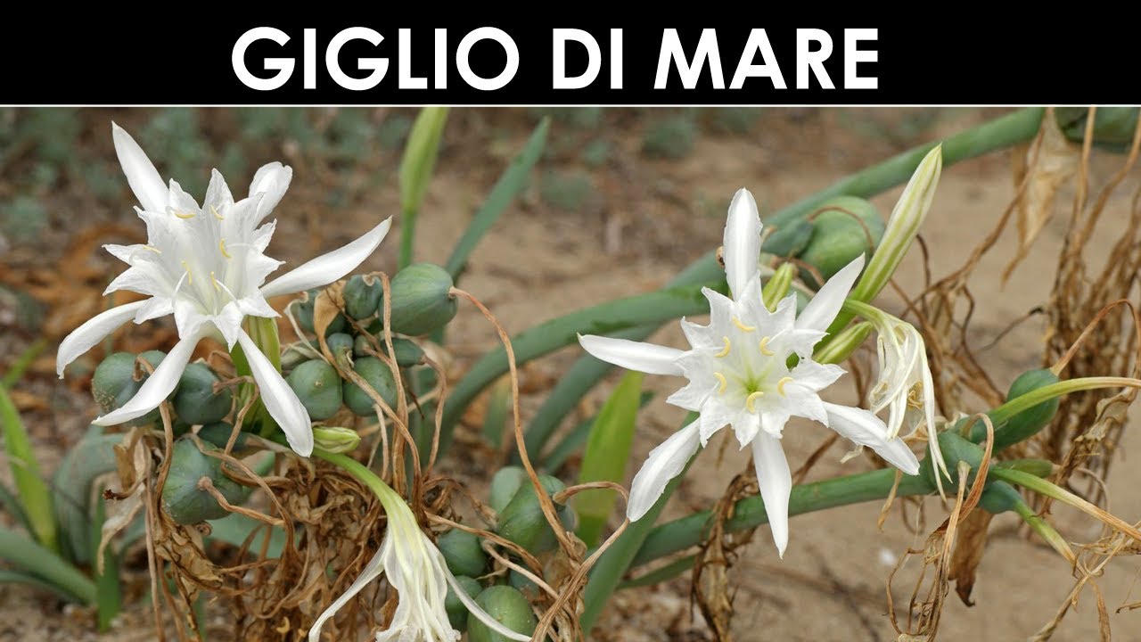 VErba Volant - Il giglio di mare