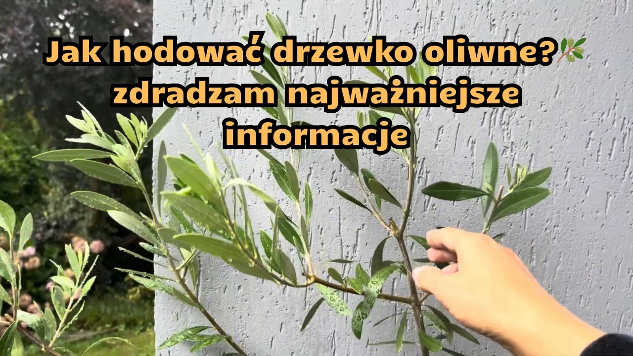 Jak hodować drzewko oliwne?🫒 Zdradzam najważniejsze informacje