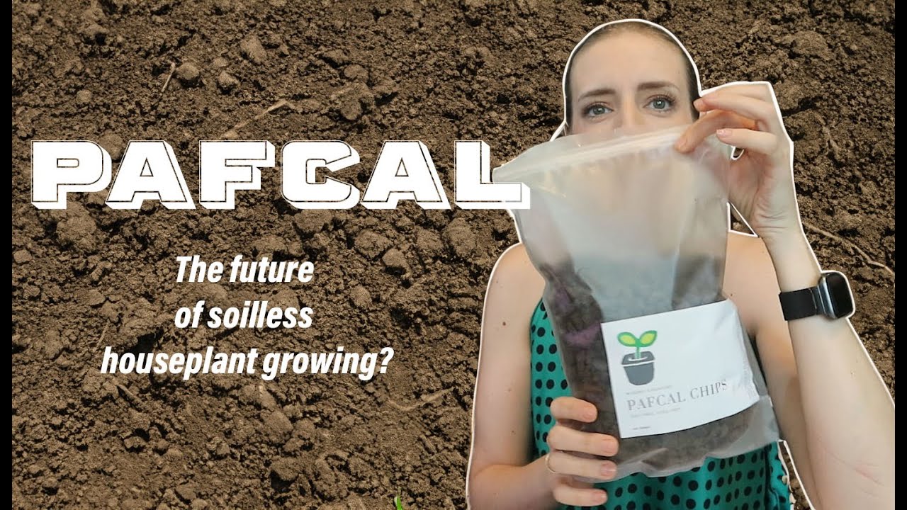 Forget soil, pon or leca: PAFCAL is here. Let's see if PAFCAL is the future of houseplant growing.
