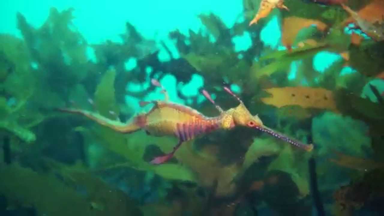 The best of Sydney's spectacular marinelife