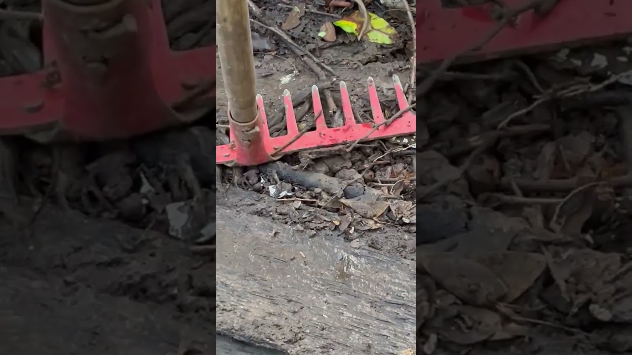 Baby Cobra Snake 🤎 