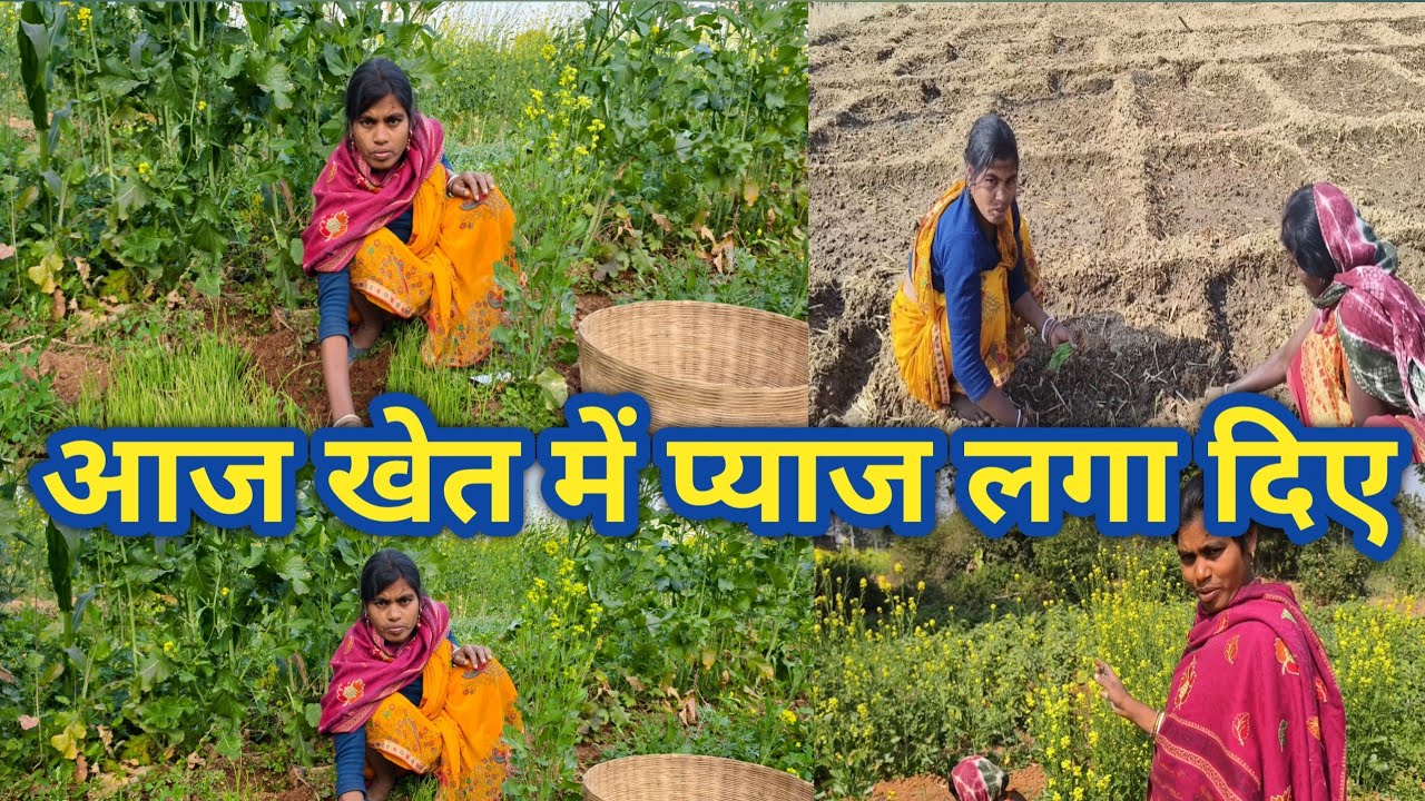 आज खेत में प्याज लगा दिए // ननद और दीदी मिलकर प्याज रोप दिए // Kissan vlogs//Mina Raj Vlogs||