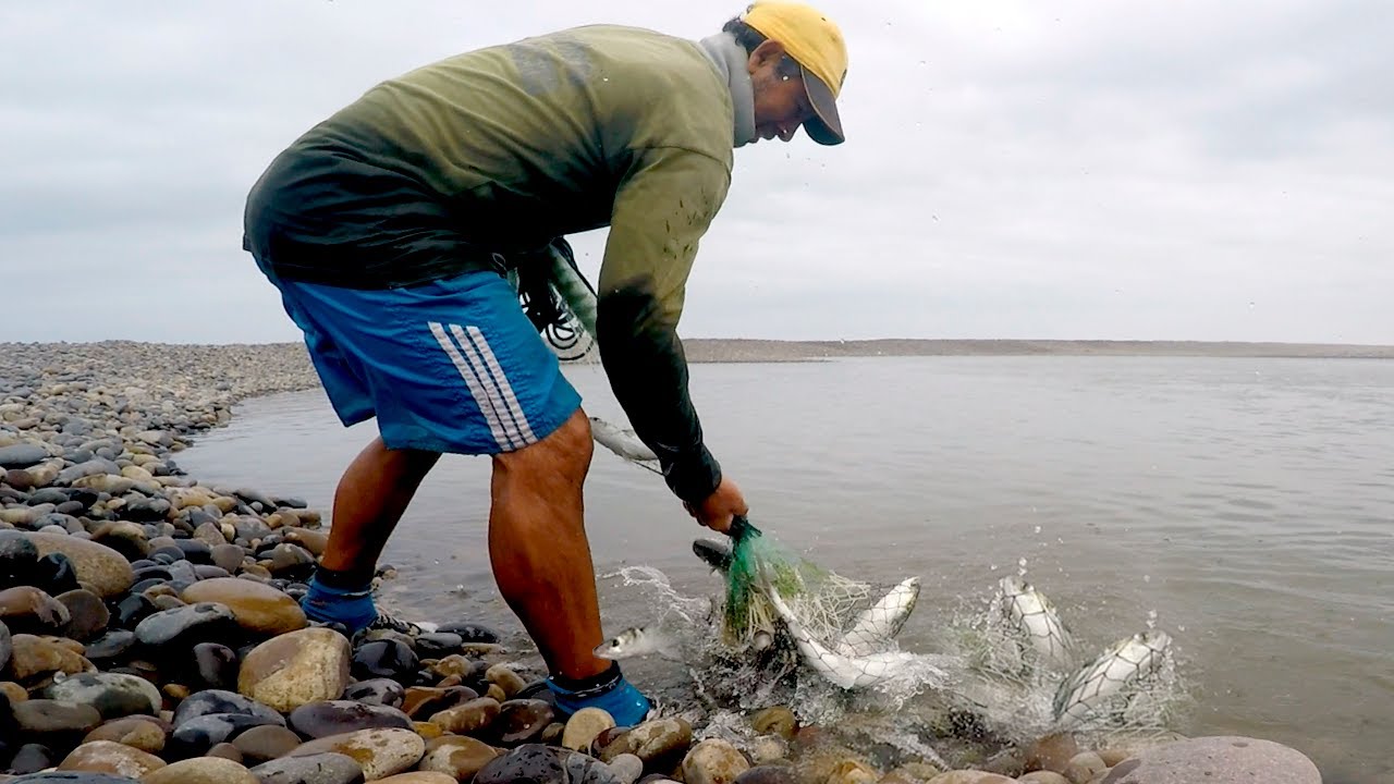 Un solo tiro en el río… y la atarraya EXPLOTA de pescados al recogerla
