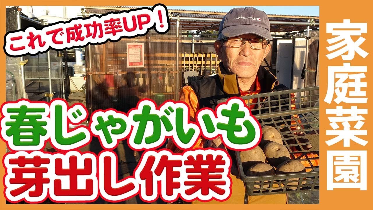 家庭菜園や農園でじゃがいも栽培はこれで成功率UP！芽出しや定植前の管理など徹底解説【農家直伝】/ Spring potato sprouting work in a vegetable garden.