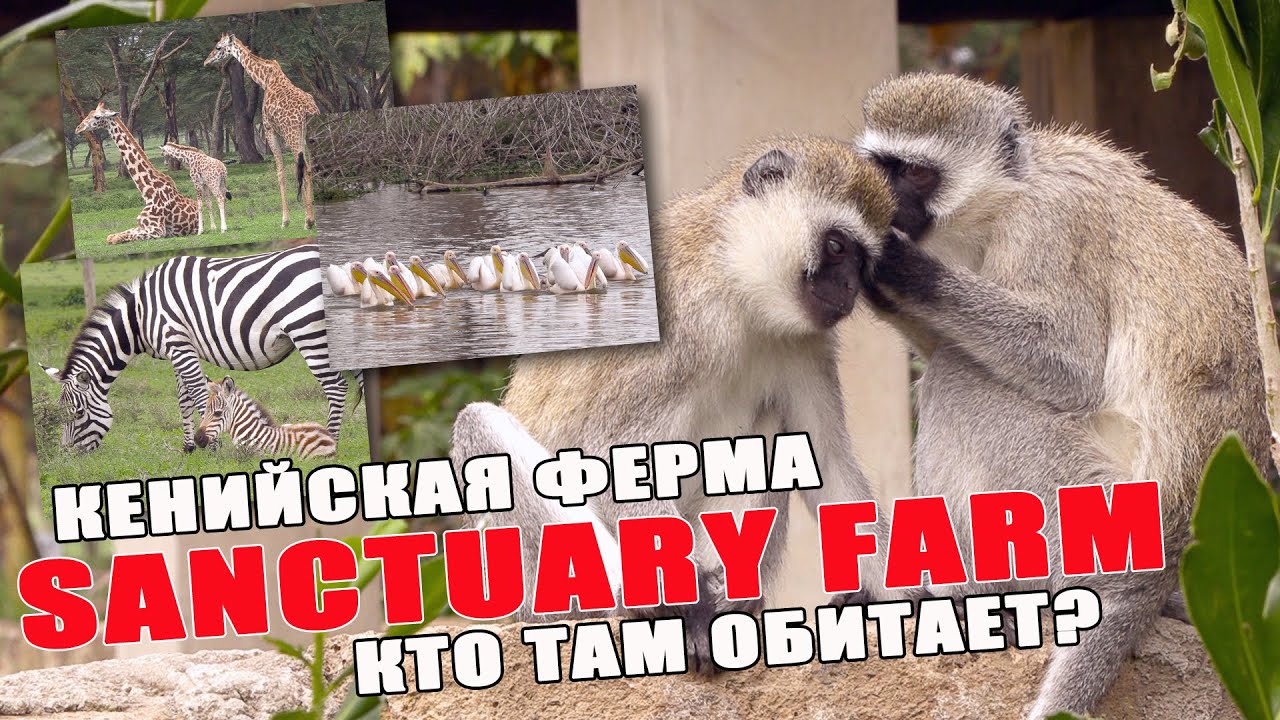 Кения. SANCTUARY FARM, зебры, жирафы, антилопы, обезьяны, пеликаны охотятся на рыбу бригадой!