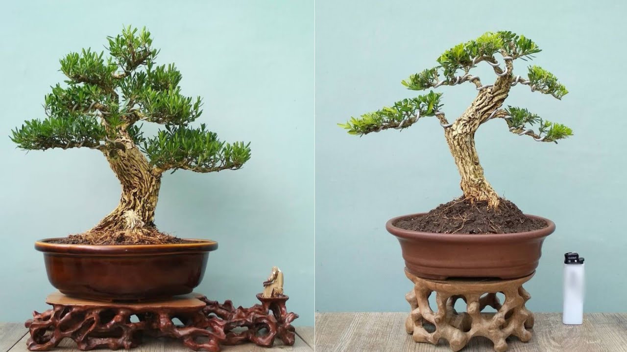 INSPIRASI BONSAI BUXUS HARLANDII | SHOHIN AND MAME BUXUS