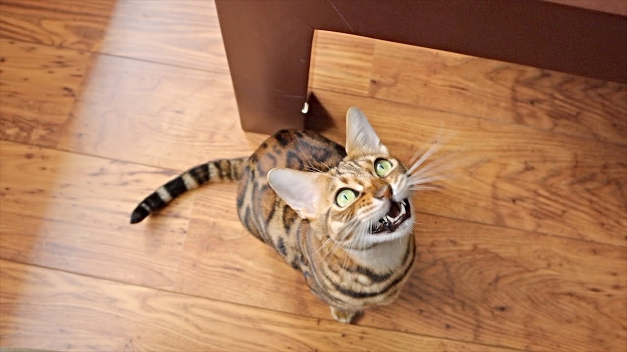 Our Bengal Cats' Hilariously Adorable Reactions to Catnip Madness