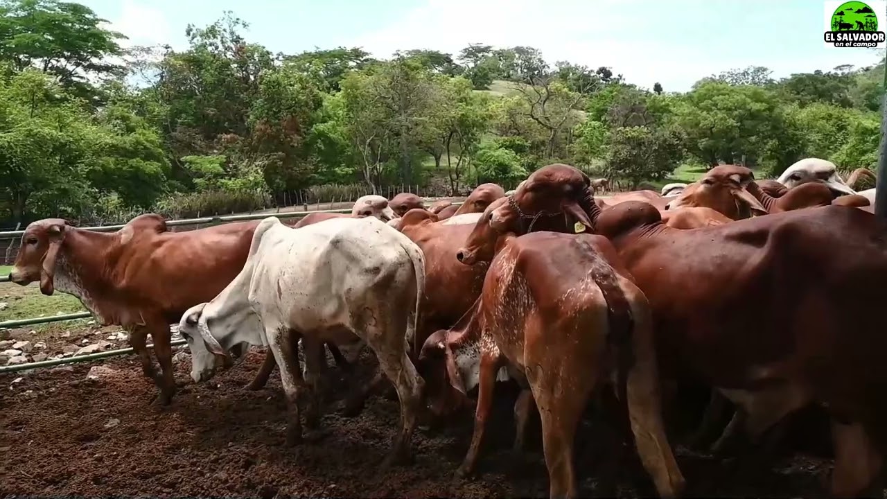 ¿A como esta el Gyr en Honduras y Guatemala?-El Salvador en el Campo
