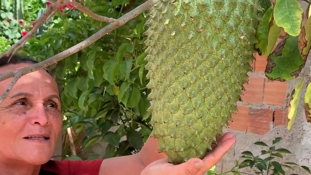 VEJA O TAMANHO DA FRUTA que nasceu no quintal da DEDA! TV DEDA.