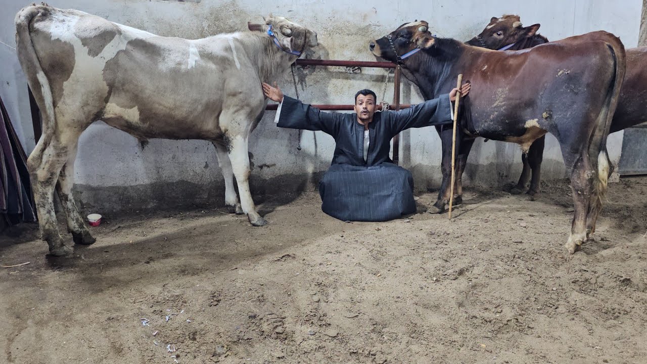 أضاحي العيد عجول اللحم السوبر اللهم بارك متاح جميع الأوزان والبيع بأرخص سعر في مصر بالميزان