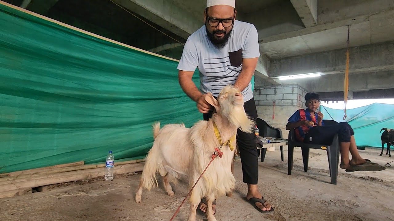 SH Goat Farm Exotic Goats Collection With Nauman Bhai | Nagpada Mumbai.