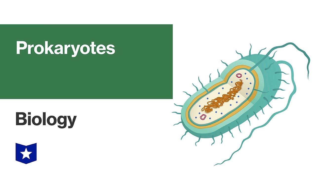 Prokaryotes | Biology