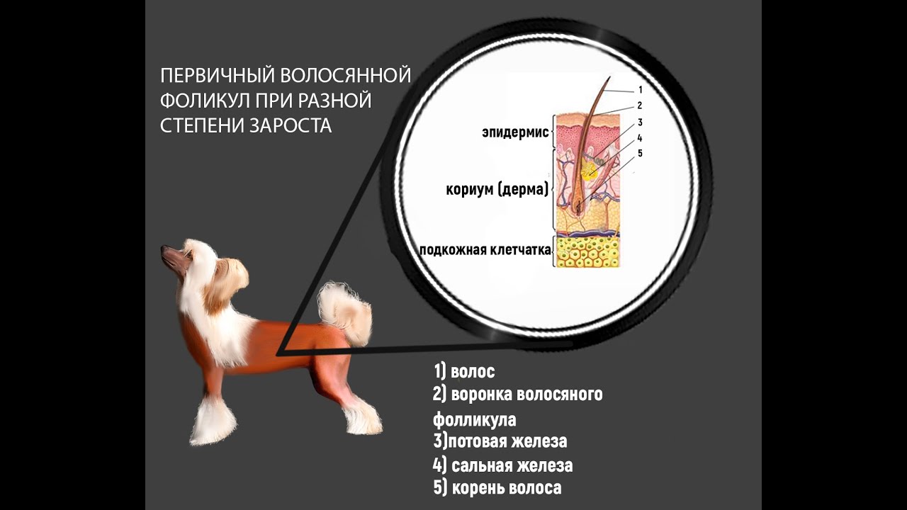 Китайская хохлатая голая , проблемы с кожей , причины , способы решения проблем