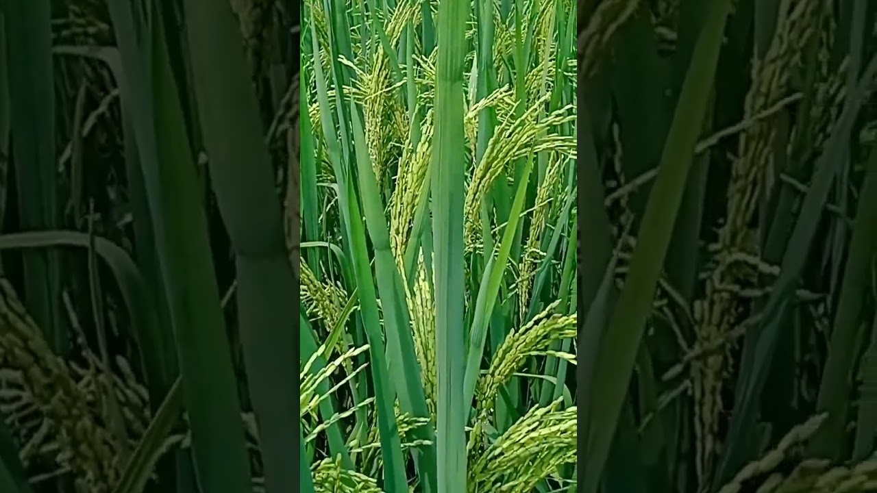 vnr dhan ki new variety 2121 #vnr dhan ki kism 2121jabrjast upaj #rk smart agriculture #paddy crop