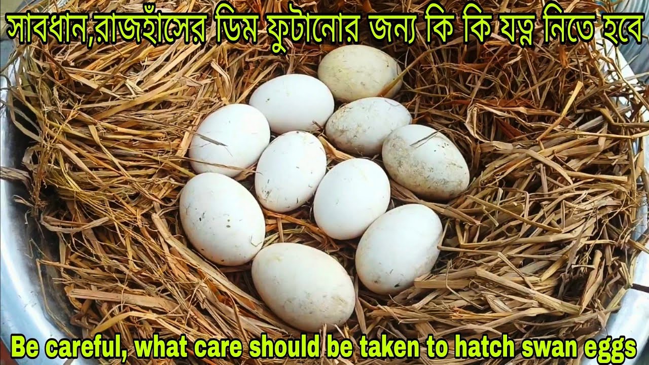 রাজহাঁসের ডিম ফুটানোর জন্য কি কি যত্ন নিতে হবে। What care should be taken for hatching swan eggs?