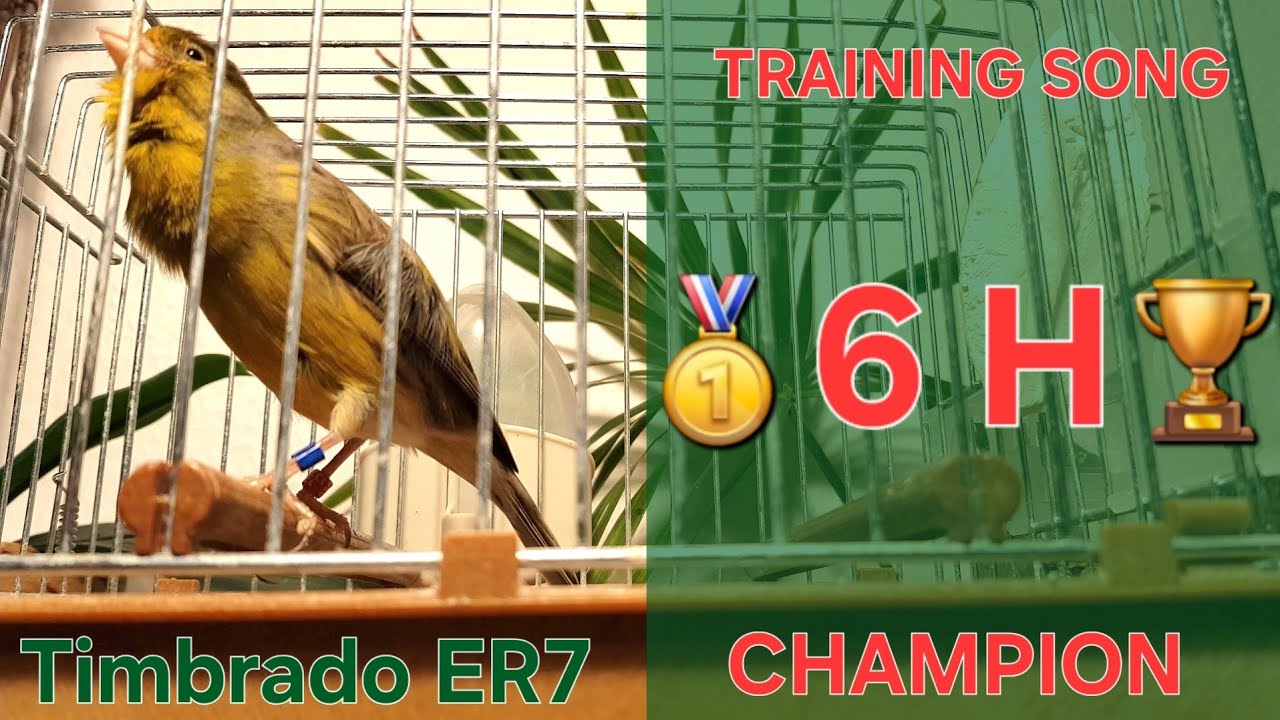 Best Champion 🏆🥇 - Canary Training Song - 6 h - Timbrado Español Clásico Original 17_12 - Full Video
