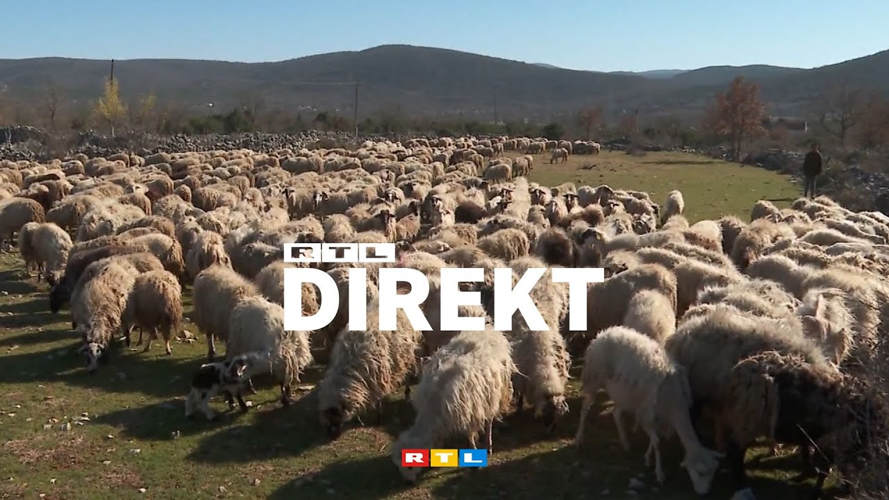 Koga čega janjetine: Zašto je dalmatinska bolja nego lička i u čemu je tajna okusa? | RTL DIREKT