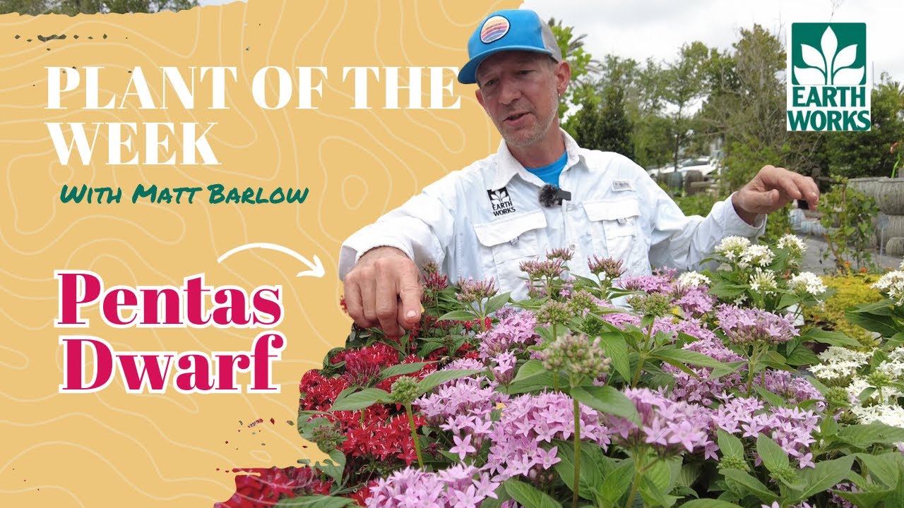 How To: Pentas Dwarf Habits and Care - Pollinators Month Special