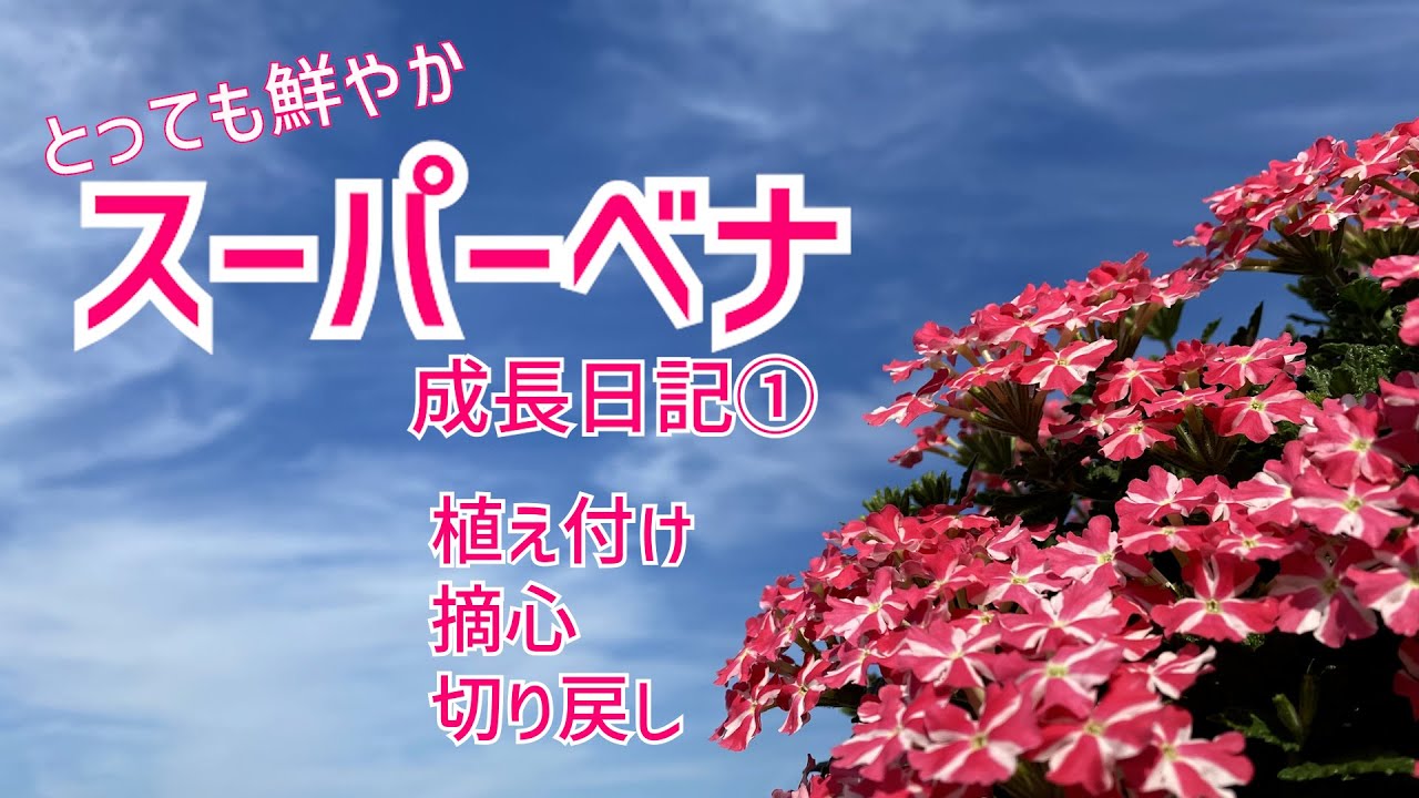 ◆スーパーベナ成長日記①◆春〜晩秋まで長く楽しめる❗️バーベナを育ててます♪