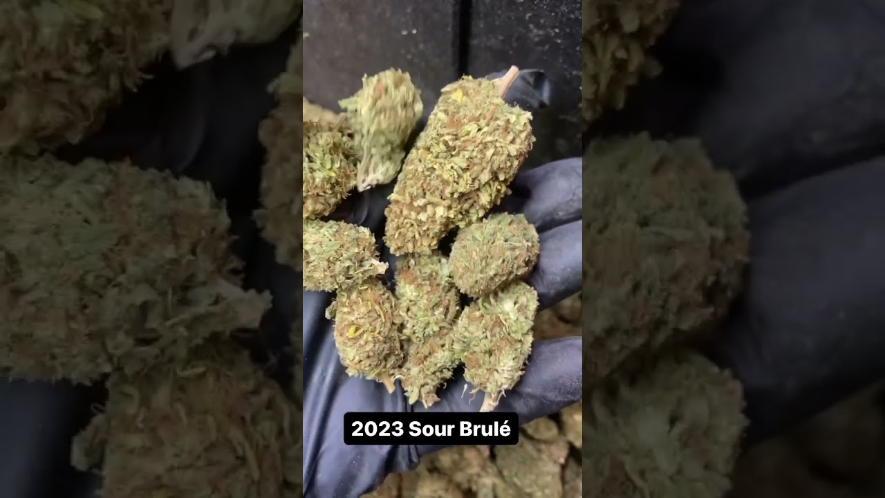 Elli-Hou Farms 2023 Sour Brule