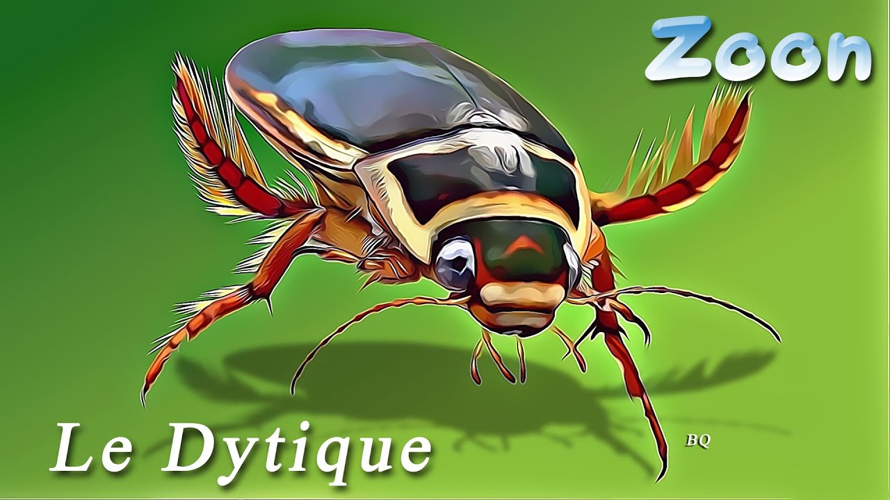 Le Dytique bord&eacute; - The great diving beetle