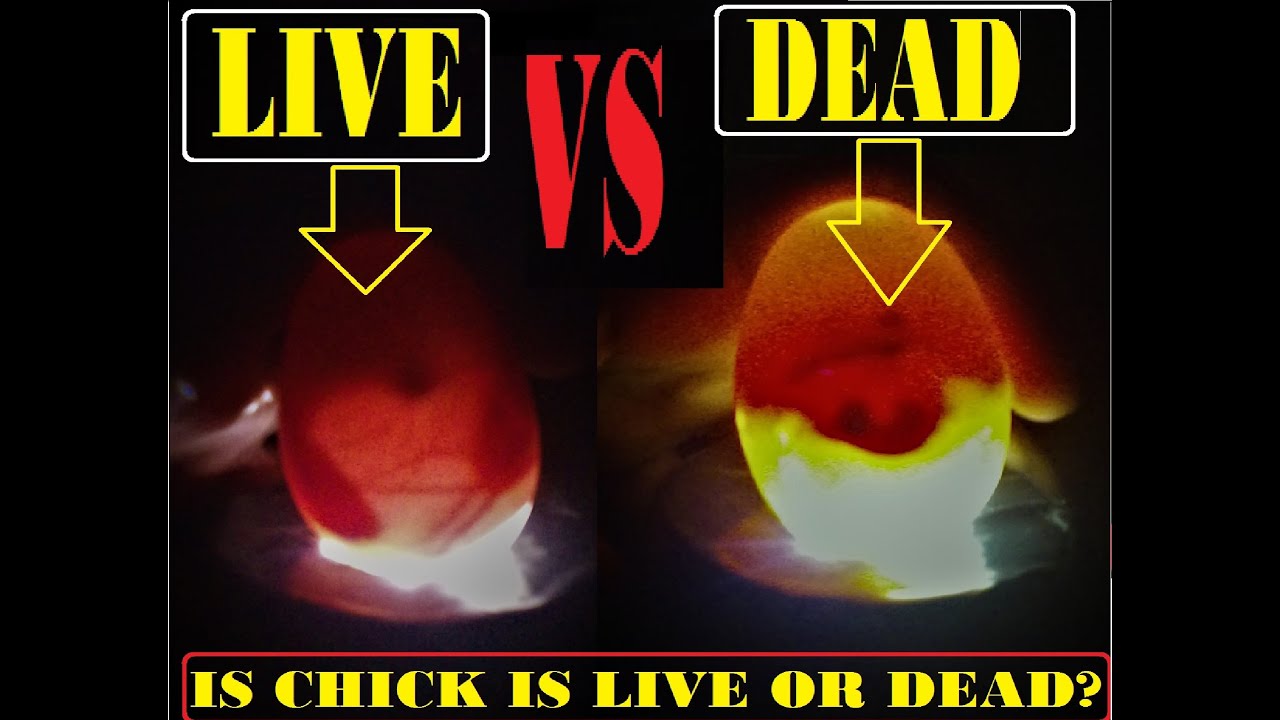 HOW CAN U DECIDE WHATEVER CHICK INSIDE THE SHELL IS LIVE OR DEAD THROUGH CANDLING AND CAN REMOVE...