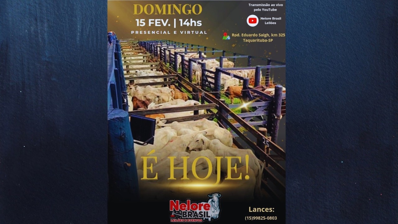 6° LEILÃO DE GADO - 15/02/2026 - Nelore Brasil Leilões e Eventos -  TAQUARITUBA/SP #agro #aovivo