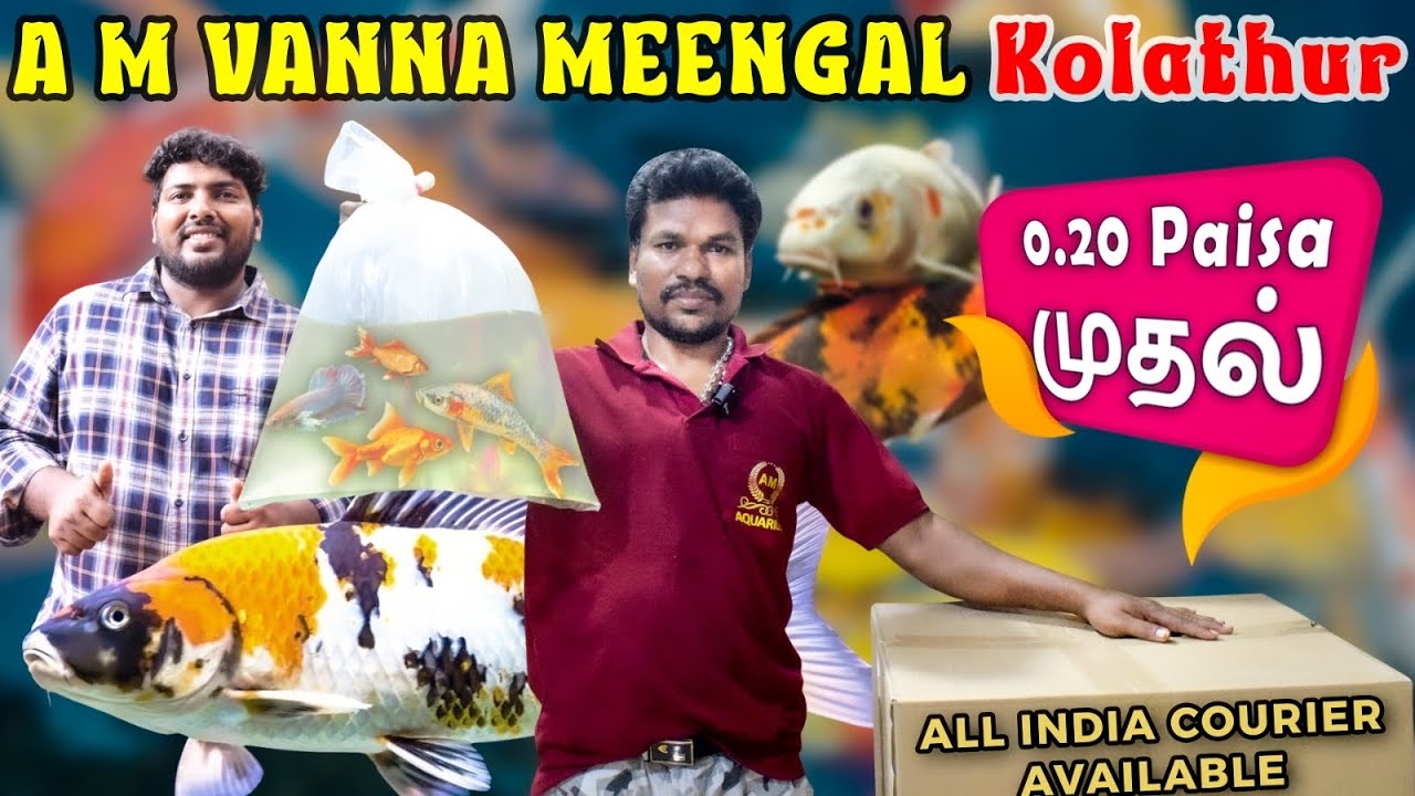 ₹0.20 பைசா Onwards Aquarium Fishes Available at Kolathur Fish Market | AM வண்ணமீன்கள் Aquarium