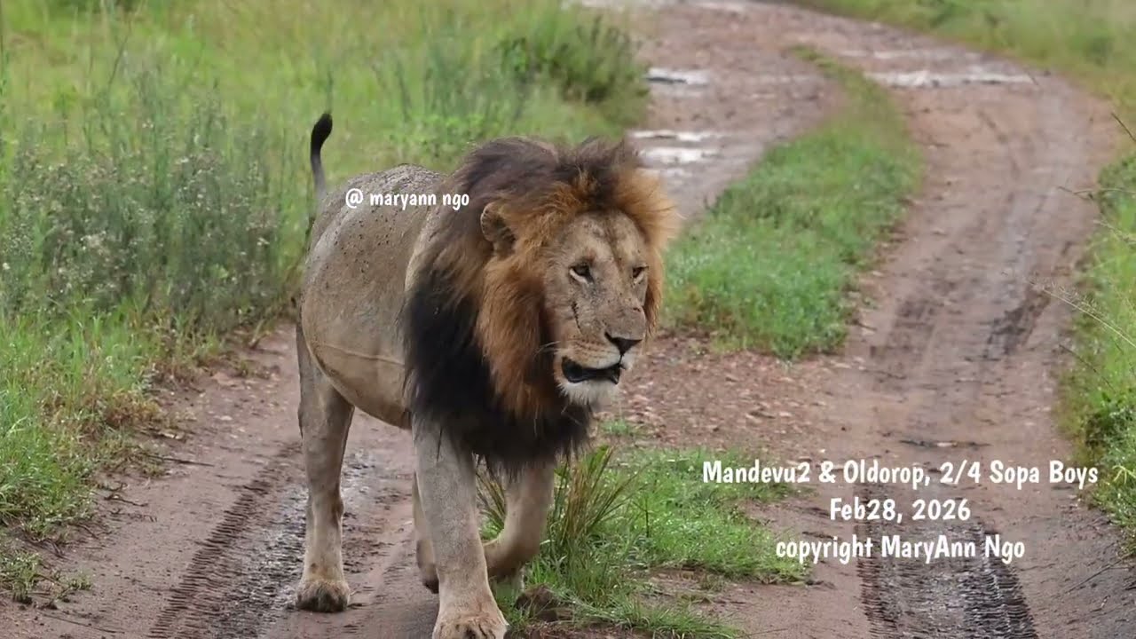 Mandevu2 & Oldorop, 2/4 Sopa Males, Blackie & Lipstick legacy , Maasai Mara lions, ROAR, nuzzles