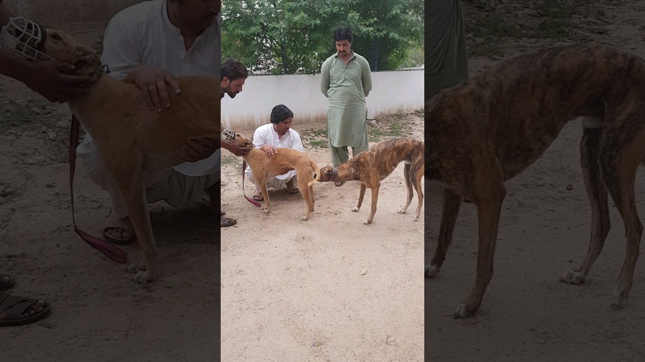 greyhounds #shorts #dog