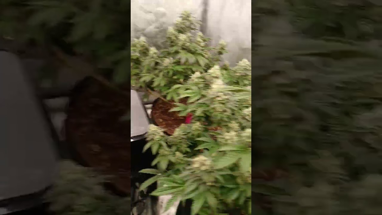 Second day of week 8 of flower the ub40 and mint chocolate chip strains are finishing up👀👀💚💚