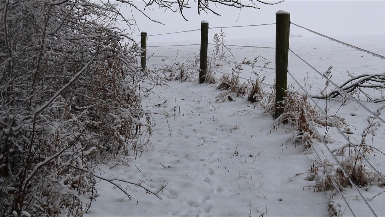 Brid Watching After A Fresh Snowfall - WARNING: Cats love this video.