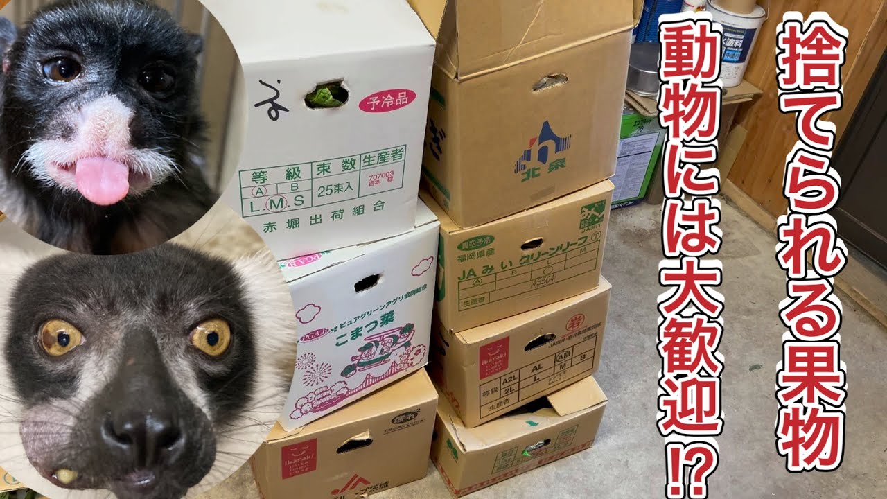 毎日捨てられる野菜と果物・・・。でも、当園の動物達にとっては大喜びで食べられる果物です♫