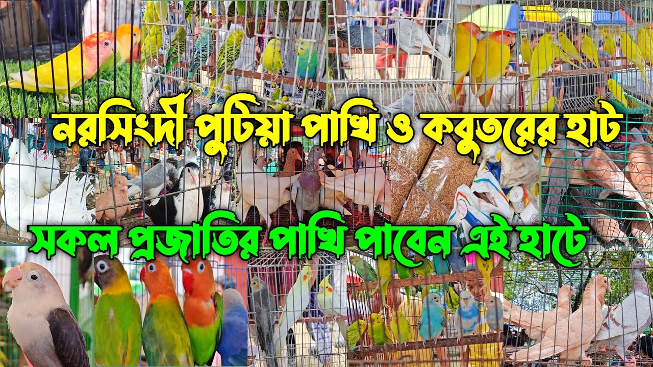 পুটিয়া পাখি ও কবুতরের হাট কম দামে সকল প্রকার পাখি ও কবুতর পাবেন এই হাটে