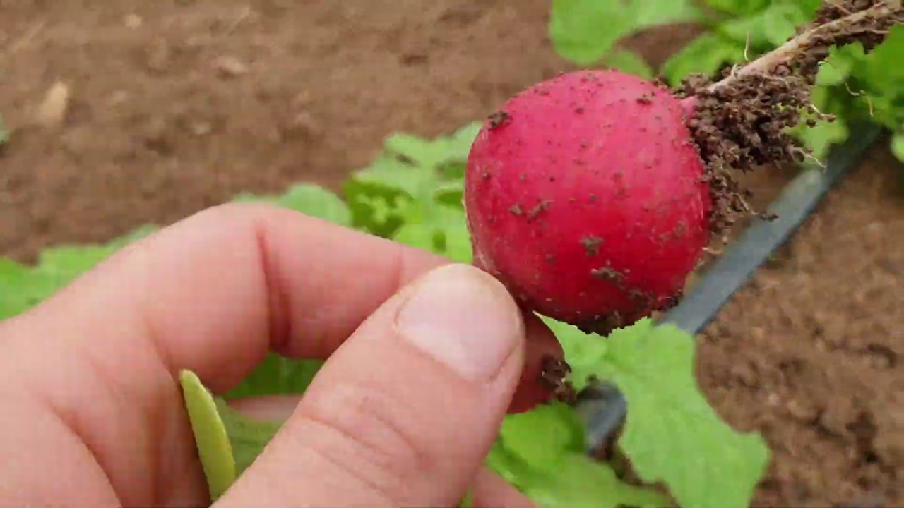 come coltiviamo carota e ravanelli