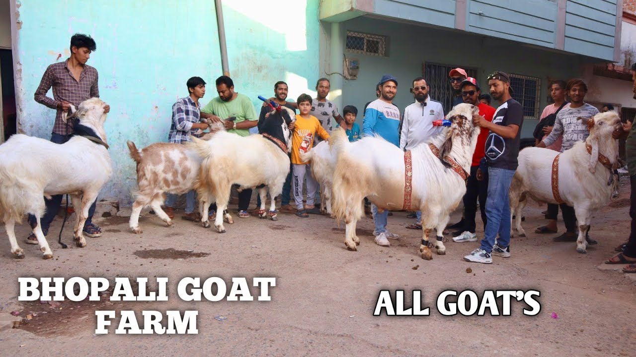 Bhopali Goat Farm Ke All Bakre In One Frame