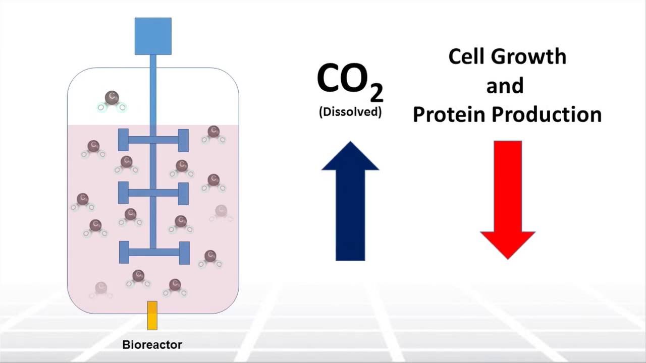 Understanding the Role of Dissolved O2 & CO2 on Cell Culture in Bioreactors &ndash; Two Minute Tuesday