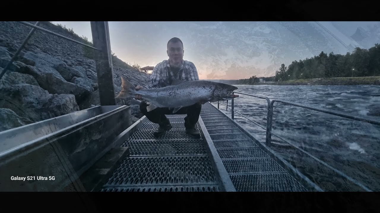 Lax fiske bergforsen 2025