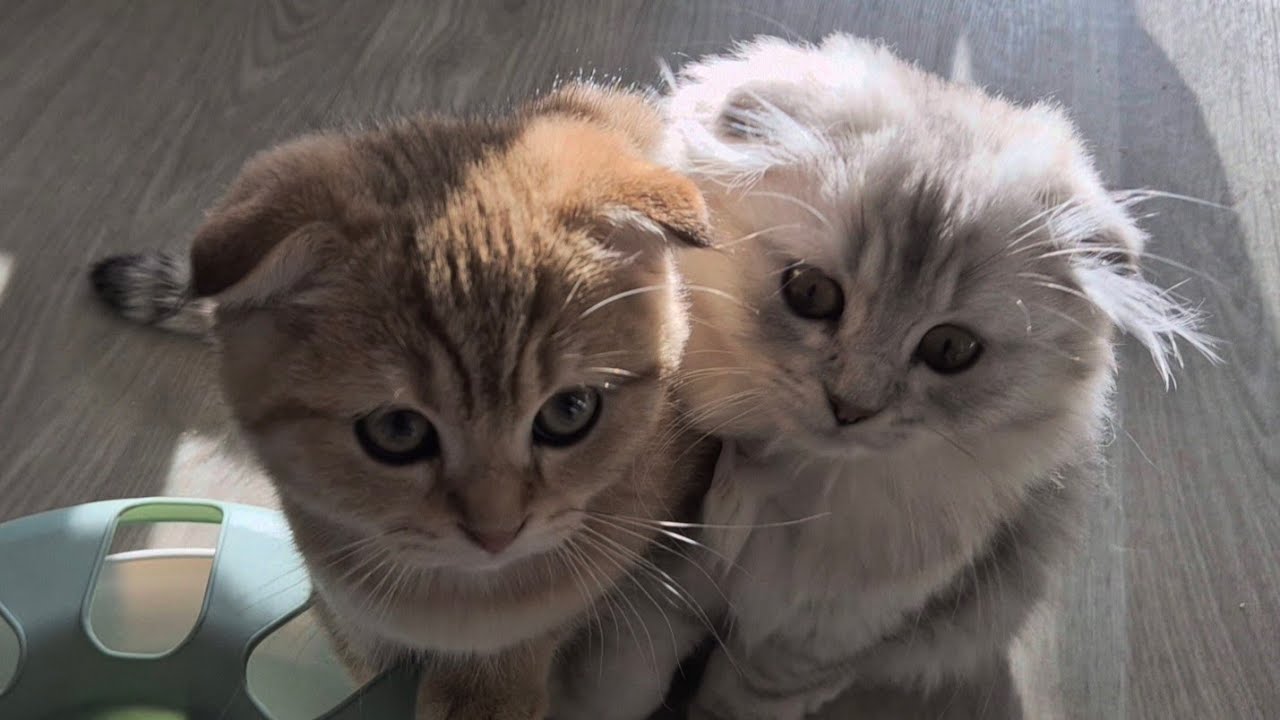 Котята соскучились за тыквой 😊